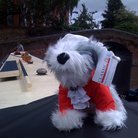 Bach the Dog