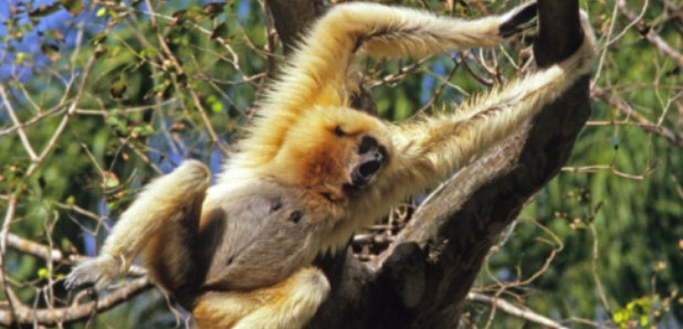 Lar Gibbon