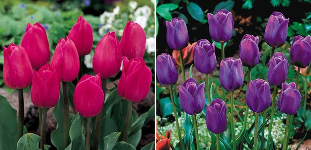 CFM Gardening Tulips